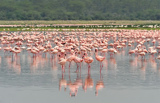 Nairobi Kenya Road Safari to Lake Nakuru